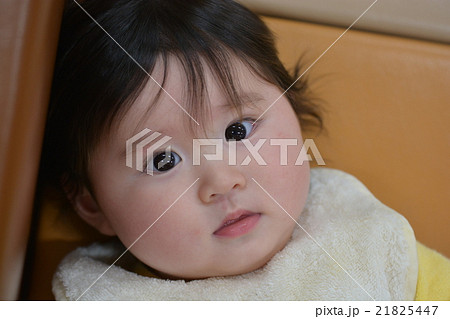6 months old 6 months old 21825447