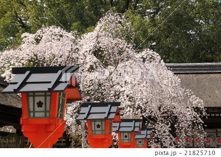 平野神社の枝垂れ桜　魁 21825710