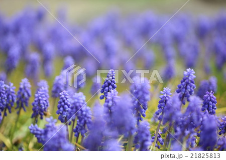 春の使者ムスカリ 春の使者ムスカリ 21825813