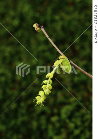 土佐水木 21825925