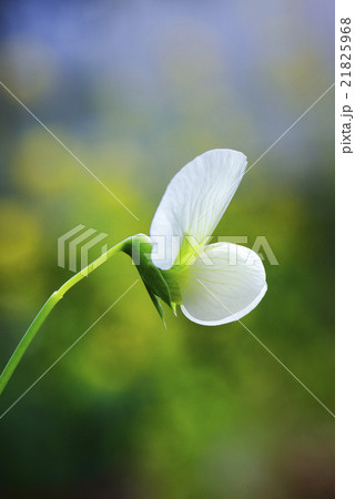 えんどう豆の花の写真素材
