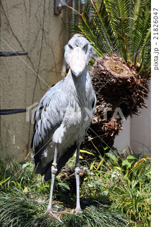 ハシビロコウ ハシビロコウ 21826047