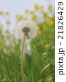 たんぽぽの綿毛 21826429