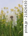 たんぽぽの綿毛 21826430