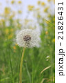 たんぽぽの綿毛 21826431
