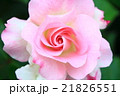 マチルダ 21826551