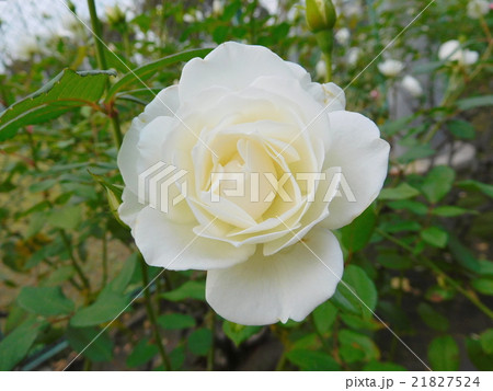 薔薇 薔薇 21827524