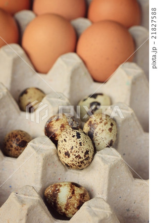 quail eggs and yolk 21827588