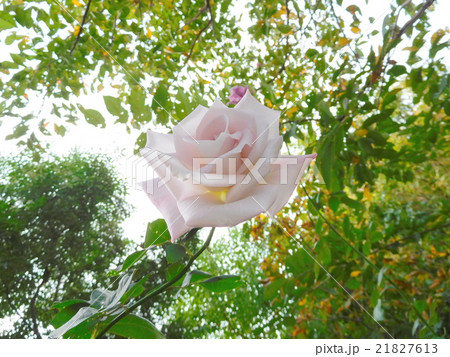 薄紫色のバラ 薄紫色のバラ 21827613