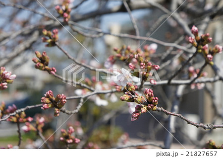 桜 桜 21827657