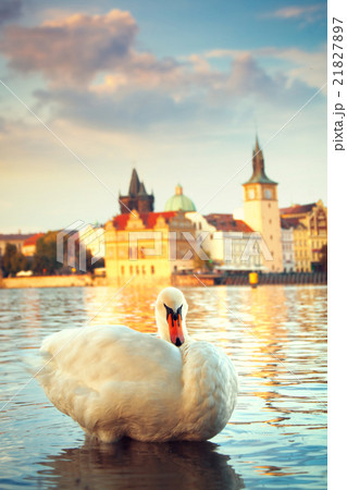 Swans on the river Vltava in Prague Swans on the river Vltava in Prague 21827897