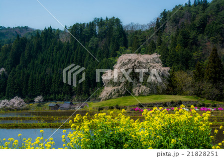 与一野の枝垂桜1 与一野の枝垂桜1 21828251