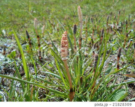 つくし畑 21828309