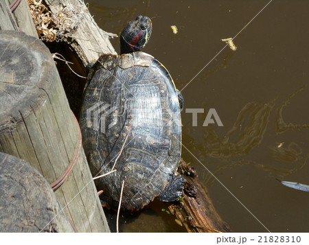 池の亀 池の亀 21828310