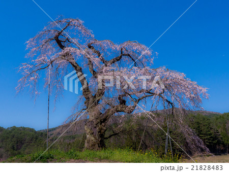 長沢の枝垂桜 長沢の枝垂桜 21828483
