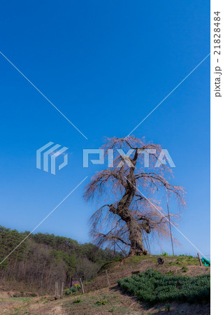長沢の枝垂桜 21828484
