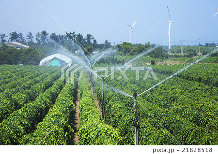 農業_砂丘長芋_鳥取県北栄町 21828518