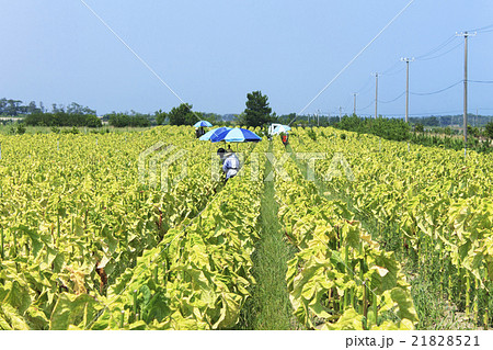 農業 たばこ畑 葉タバコの収穫風景 鳥取県北栄町の写真素材