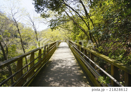 新緑の木道を歩く 21828612