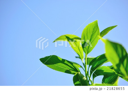 日差し豊かな新緑のクローズアップ 21828655