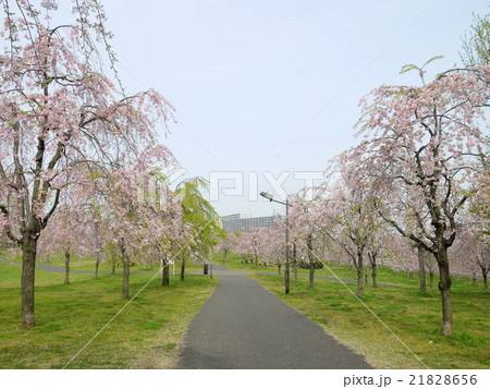 尾久の原公園のシダレザクラ（4月）東京都荒川区 21828656