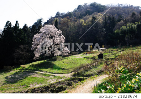 秋山の駒ザクラ 福島県 秋山の駒ザクラ 福島県 21828674