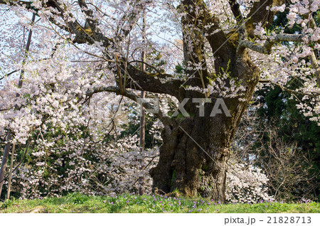 秋山の駒ザクラ 福島県 秋山の駒ザクラ 福島県 21828713