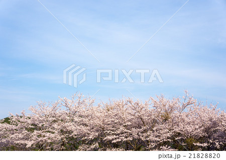 桜と青空 21828820