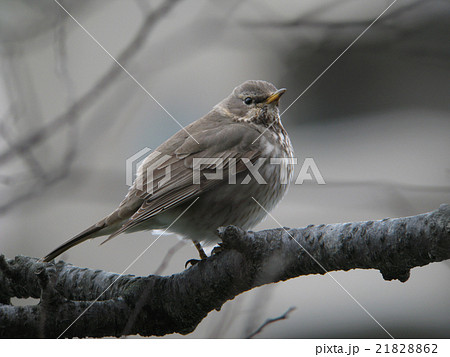 ノドアカツグミ12 21828862