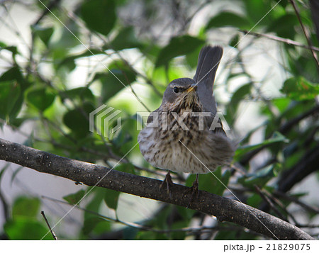 ノドアカツグミ6 21829075