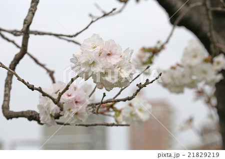 白い八重桜 21829219