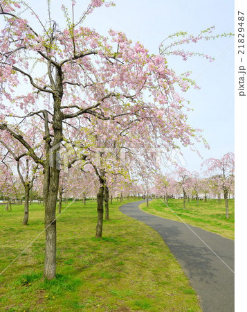 尾久の原公園のシダレザクラ（4月）東京都荒川区 21829487