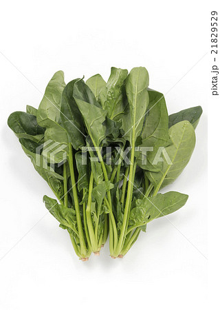 ほうれん草 21829529