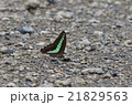 アオスジアゲハ 21829563