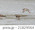 キョウジョシギ 21829564