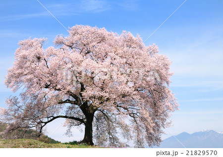 八ヶ岳を望む山梨県韮崎市のワニ塚のエドヒガン桜 21829570