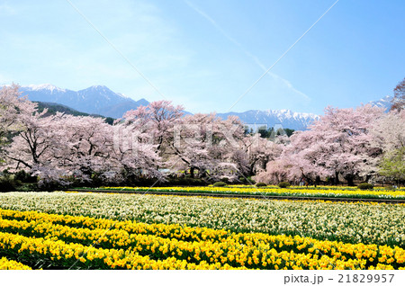 甲斐駒ケ岳を望み水仙と桜が咲き乱れる実相寺の庭 甲斐駒ケ岳を望み水仙と桜が咲き乱れる実相寺の庭 21829957
