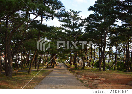 座喜味城跡　琉球松の帰り道 21830634