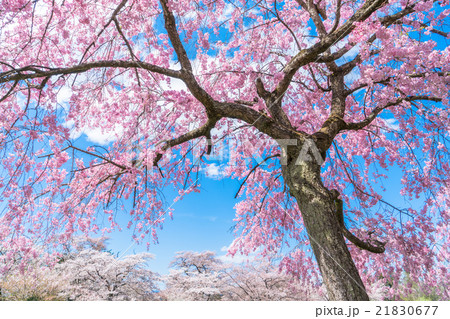 Saitama Prefecture] Weeping cherry tree at - Stock Photo