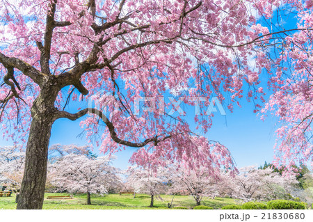 【埼玉県】羊山公園の枝垂桜 21830680