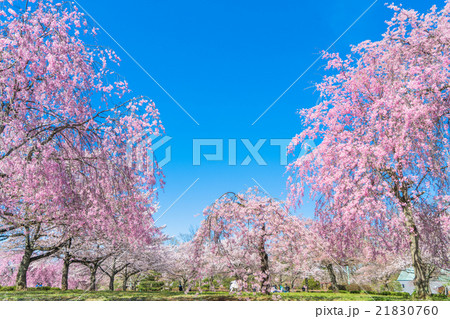 【埼玉県】羊山公園の枝垂桜 【埼玉県】羊山公園の枝垂桜 21830760