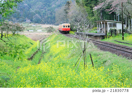 早朝の上総大久保駅に出発する小湊鉄道のディーゼルカー 21830778