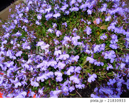 アズーロコンパクト　花　 21830933