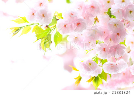 八重桜 21831324