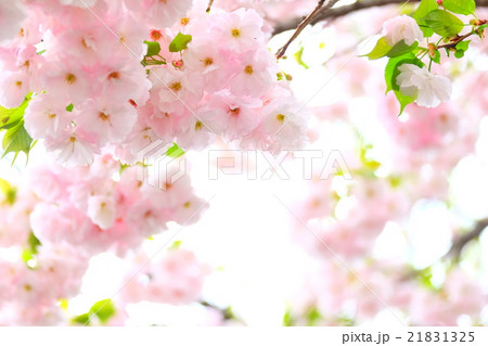 八重桜 21831325
