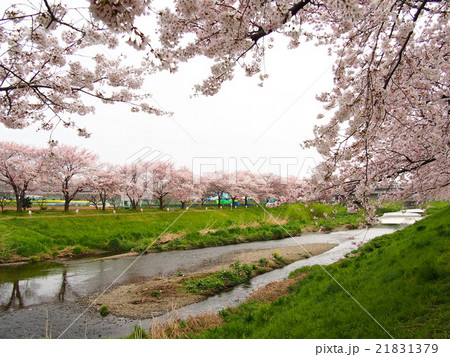 黒目川桜並木 21831379