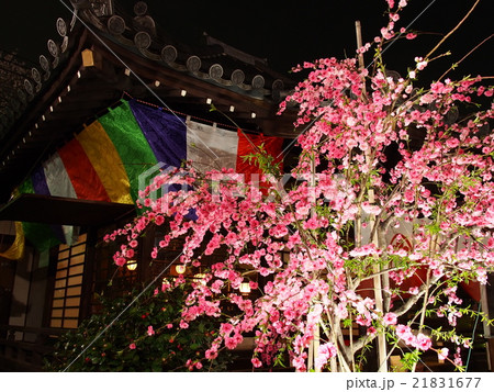 東京板橋・南蔵院のしだれ桜ライトアップ 21831677