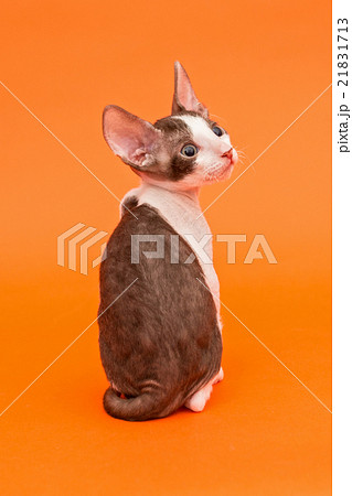 Kitten Cornish Rex 21831713