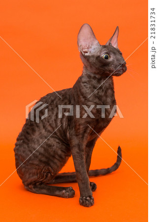Cat Cornish Rex Cat Cornish Rex 21831734