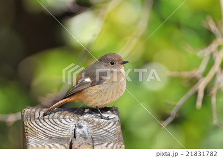 ジョウビタキのメス ジョウビタキのメス 21831782